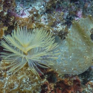 Rúrnatec vejárovitý