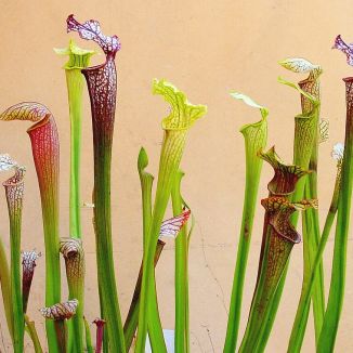 Rôzne druhy a kultivary saracénií