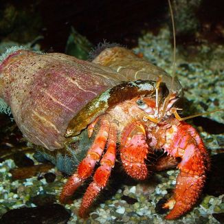 Sasanka cudzopasná na pustovníkovi červenom