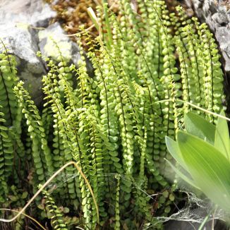 Slezinník červený