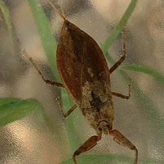 Splošťuľa bahenná