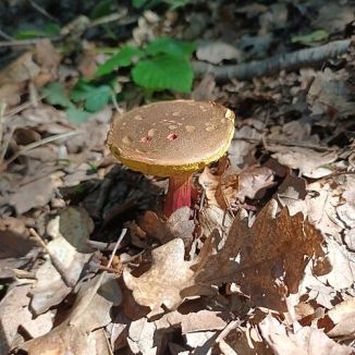 Suchohríb žltomäsový