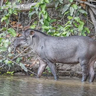 Tapír juhoamerický