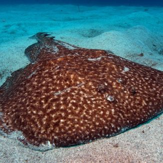 Torpédo mramorované